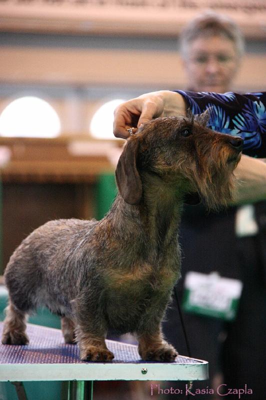 Crufts2011_2 1312.jpg